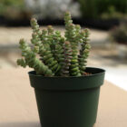 crassula marnieriana