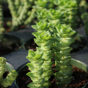 crassula perforata
