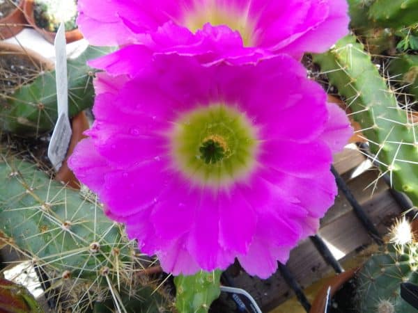 Echinocereus pentalophus