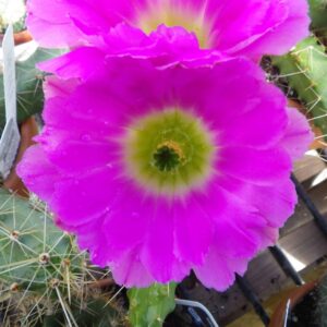 Echinocereus pentalophus