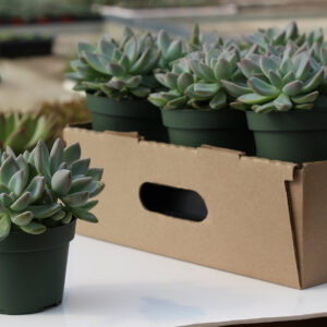 graptopetalum paraguayense