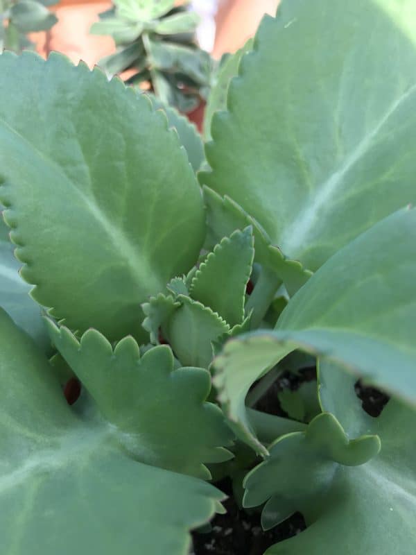 Kalanchoe Big Mama