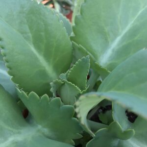 Kalanchoe Big Mama
