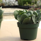 kalanchoe millotii