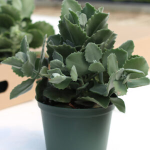 kalanchoe millotii