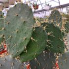opuntia engelmanii