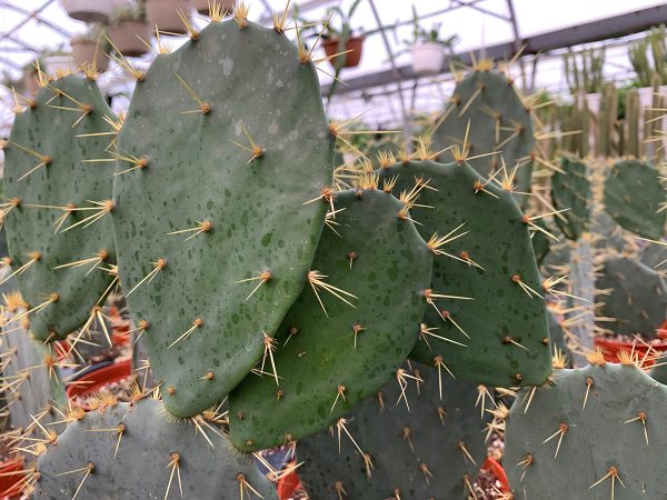 opuntia engelmanii