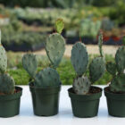 opuntia gosseliniana