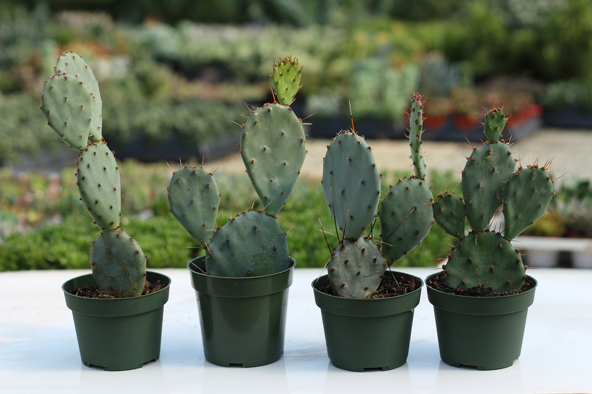 opuntia gosseliniana