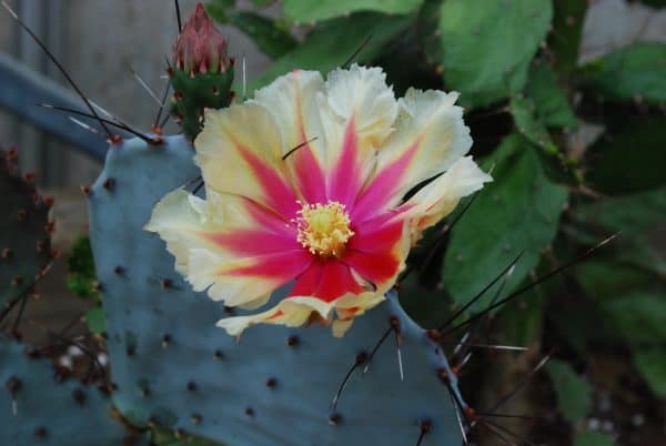 Opuntia Macrocentra