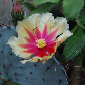 Opuntia Macrocentra