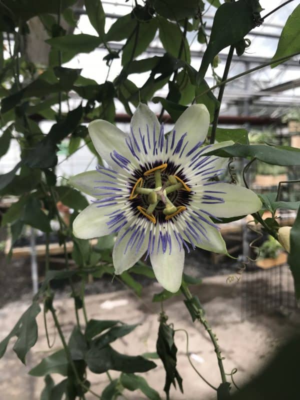 Passiflora Caerulea