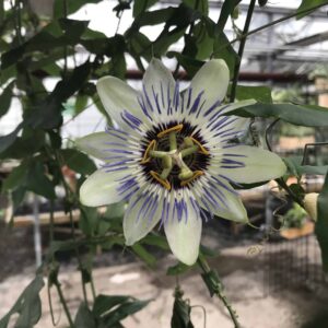 Passiflora Caerulea