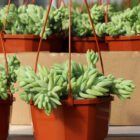 sedum morganianum