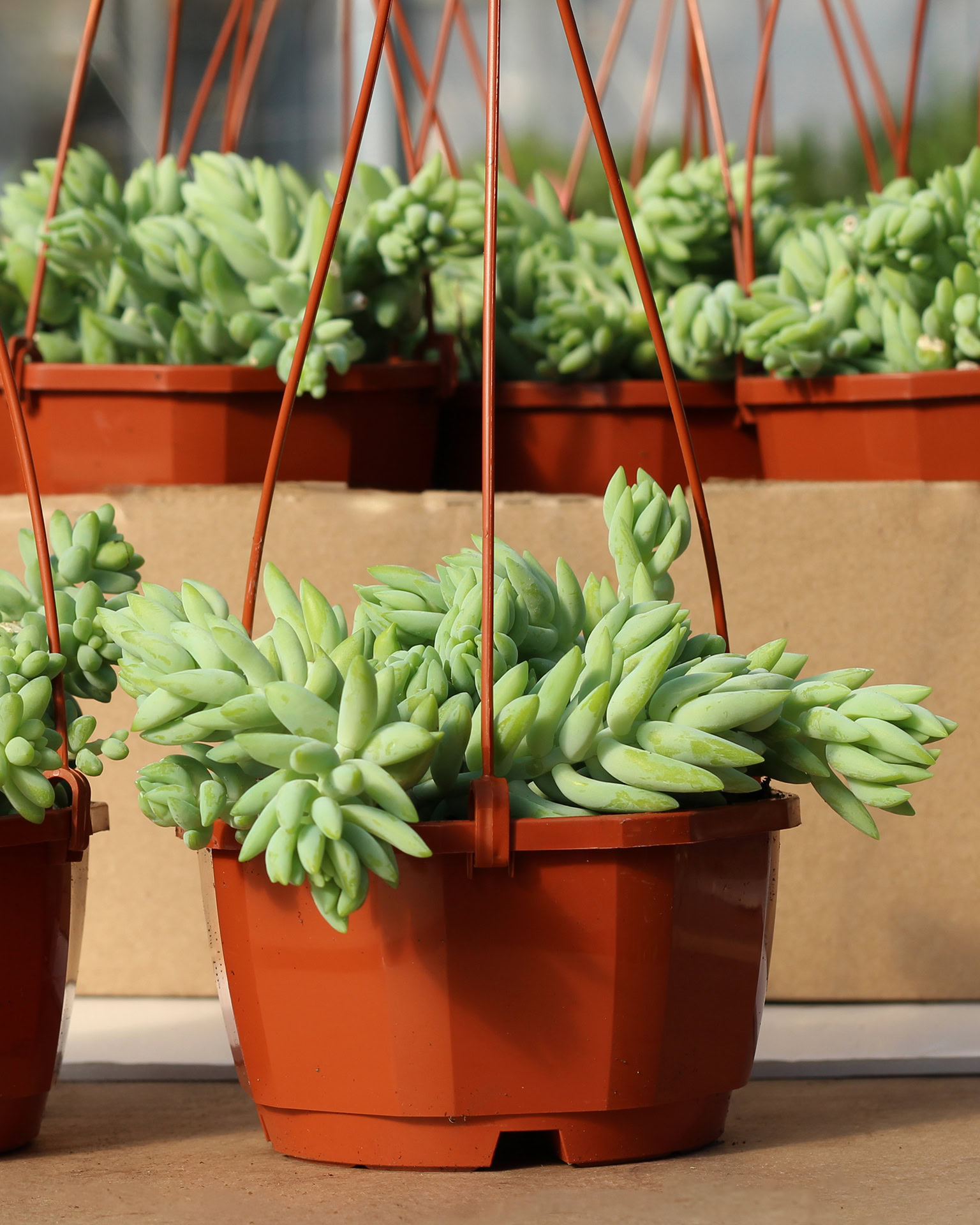 sedum morganianum sedum morganianum