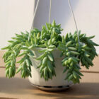 sedum morganianum