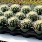 echinocactus grusonii
