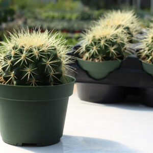 echinocactus grusonii