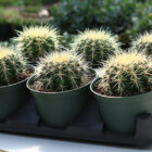 echinocactus grusonii