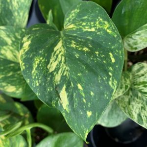 Epipremnum