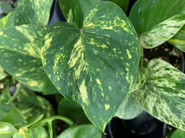 Epipremnum