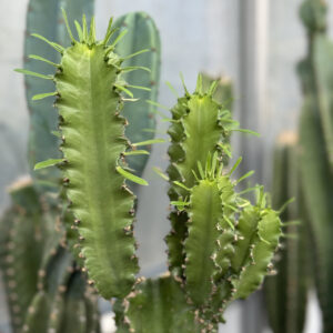 euphorbe acrurensis