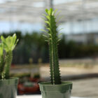 euphorbe trigona