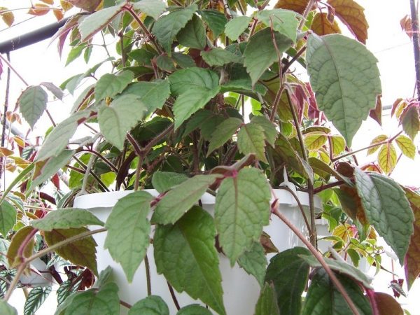 Cissus Vitis