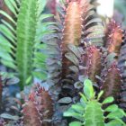 Euphorbe Trigona