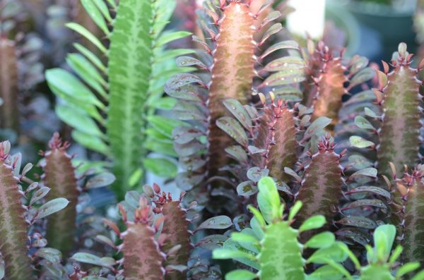 Euphorbe Trigona
