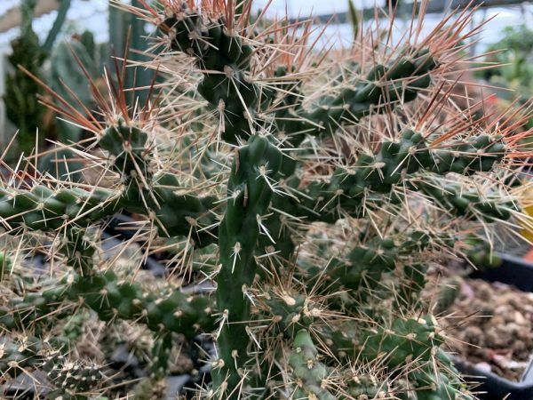 Opuntia Imbricata