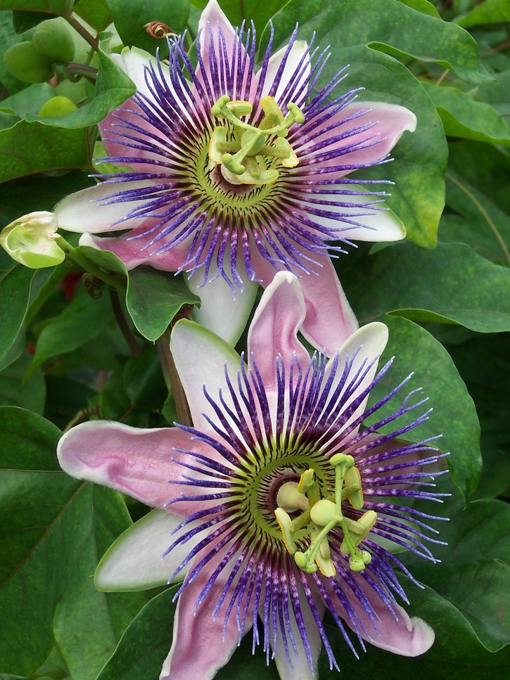 Passiflore Purple Passion – Le Cactus Fleuri