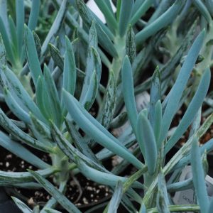 Senecio Serpens