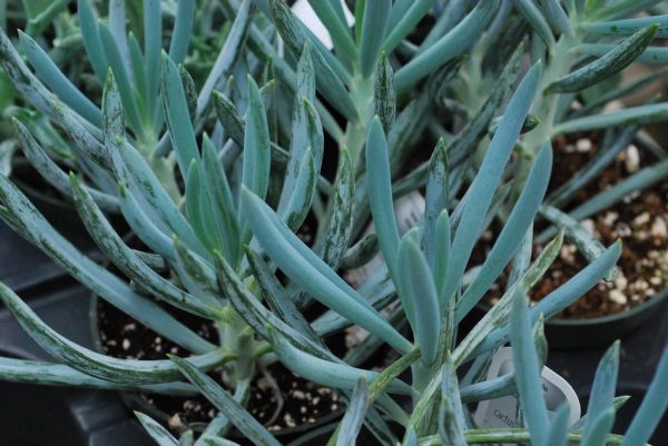 Senecio Serpens
