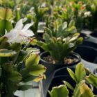 schlumbergera truncata cactus de noël