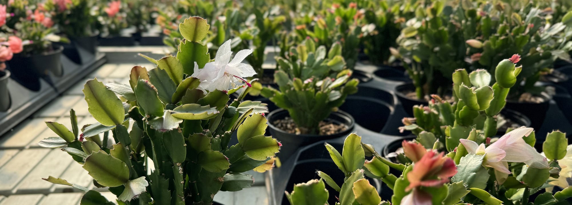 schlumbergera truncata cactus de noël