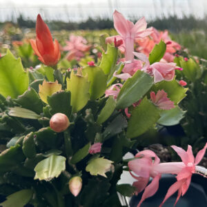schlumbergera truncata cactus de noël