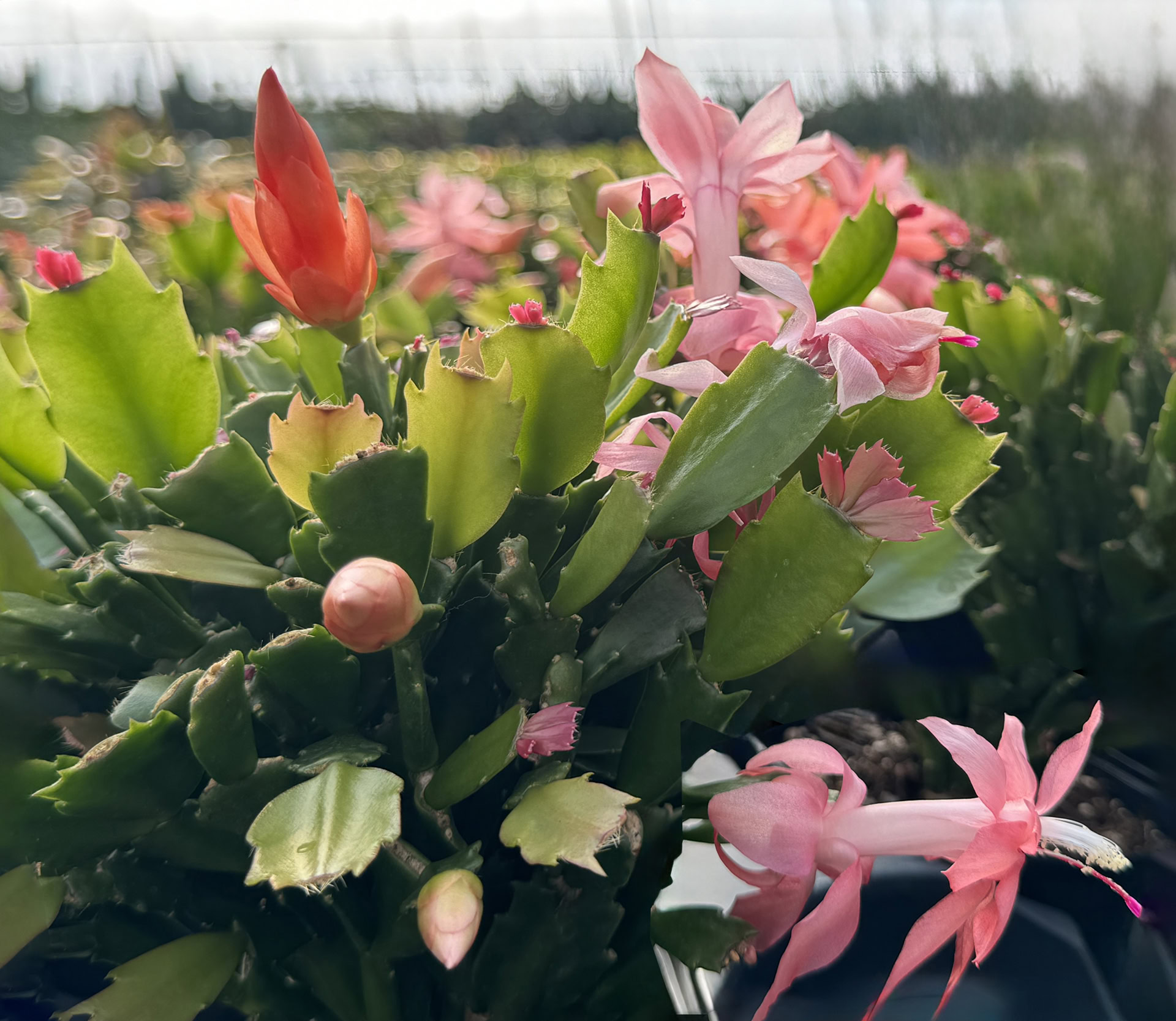 schlumbergera truncata cactus de noël schlumbergera truncata cactus de noël