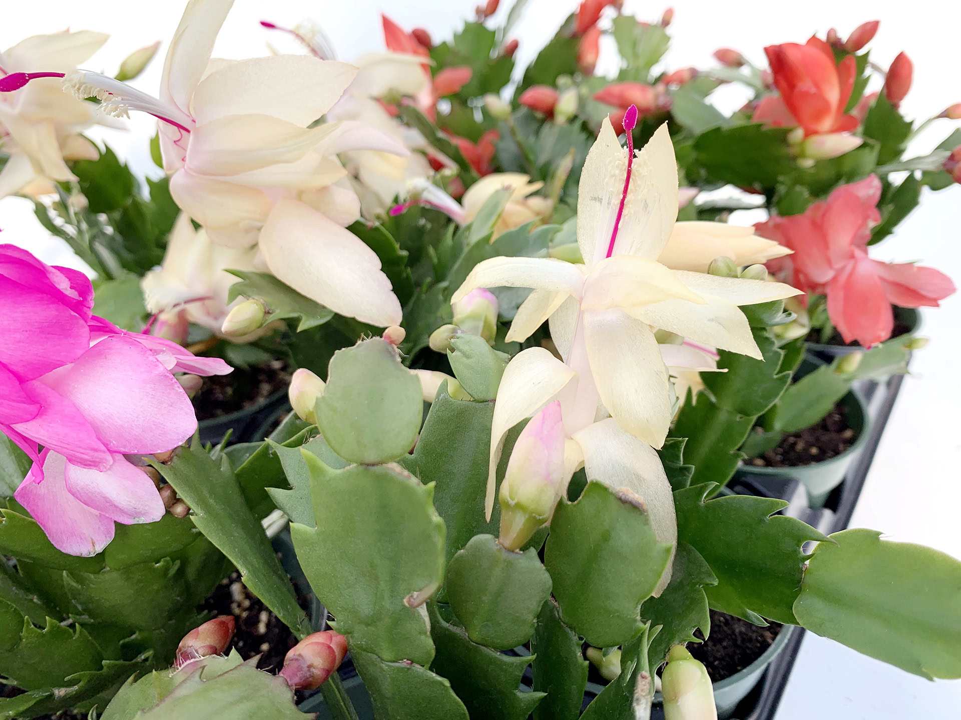 schlumbergera truncata cactus de noël