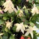 schlumbergera truncata cactus de noël