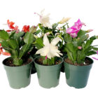 schlumbergera truncata cactus de noël