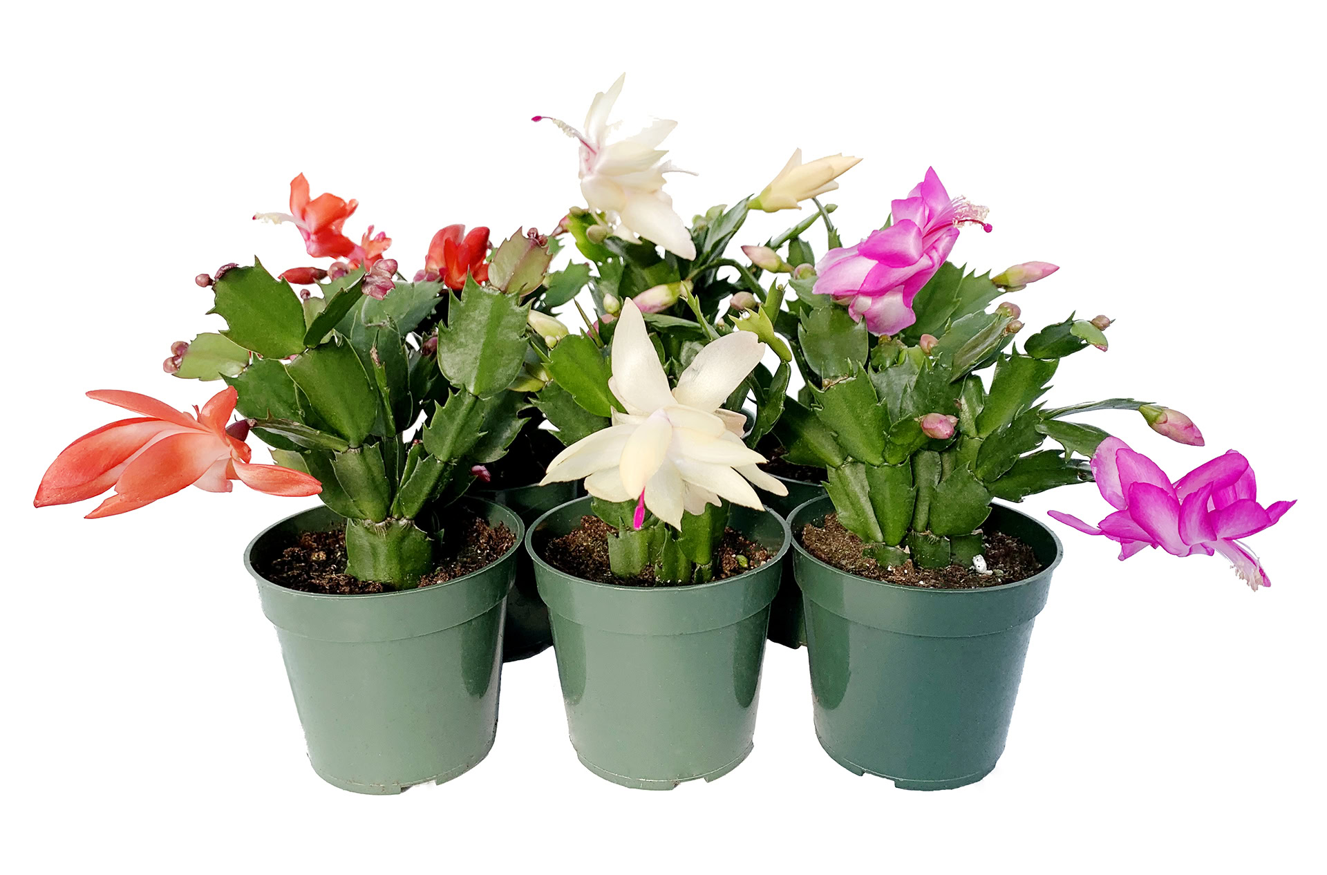 schlumbergera truncata cactus de noël