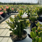 schlumbergera truncata cactus de noël