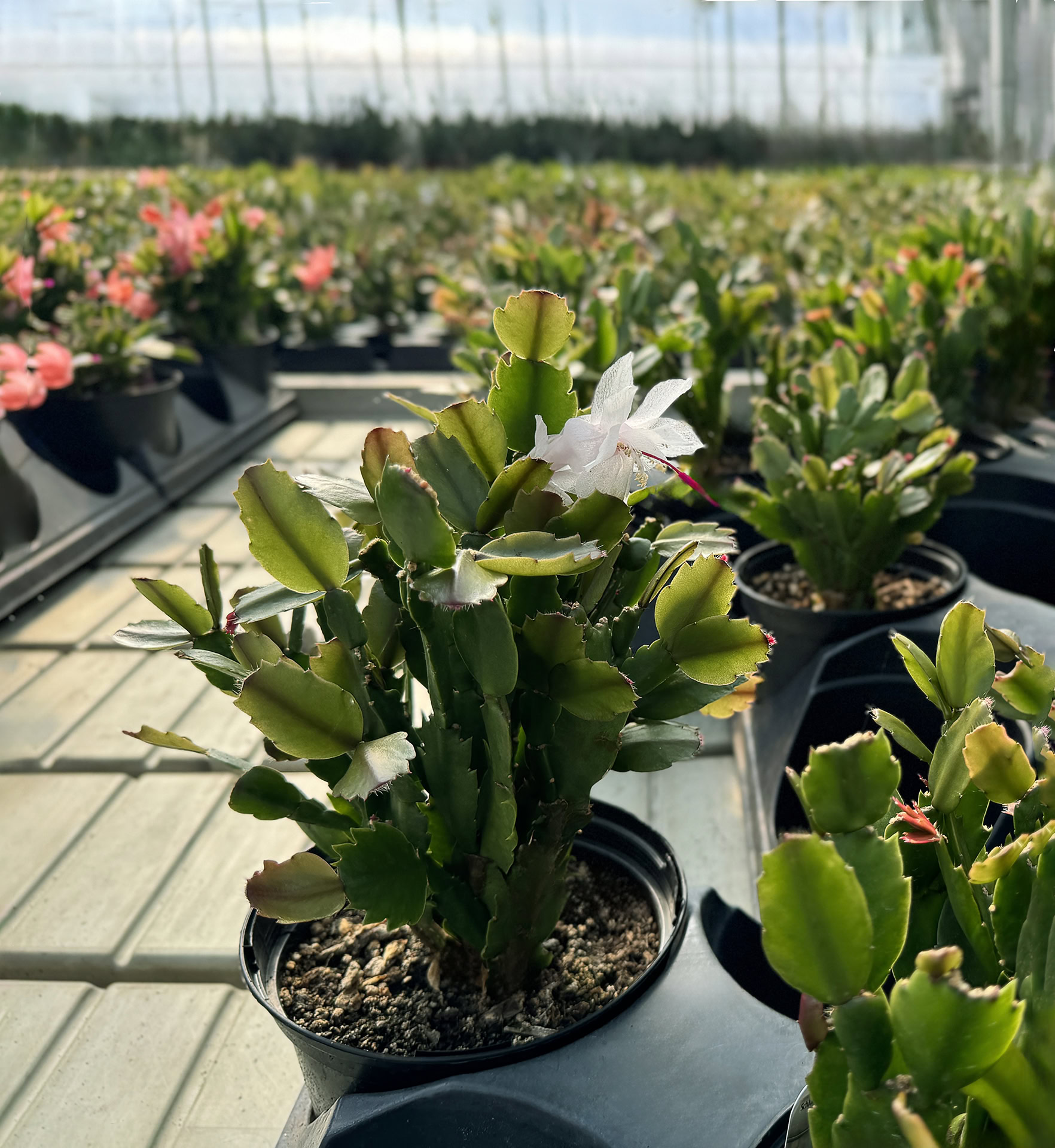 schlumbergera truncata cactus de noël