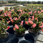 schlumbergera truncata cactus de noël