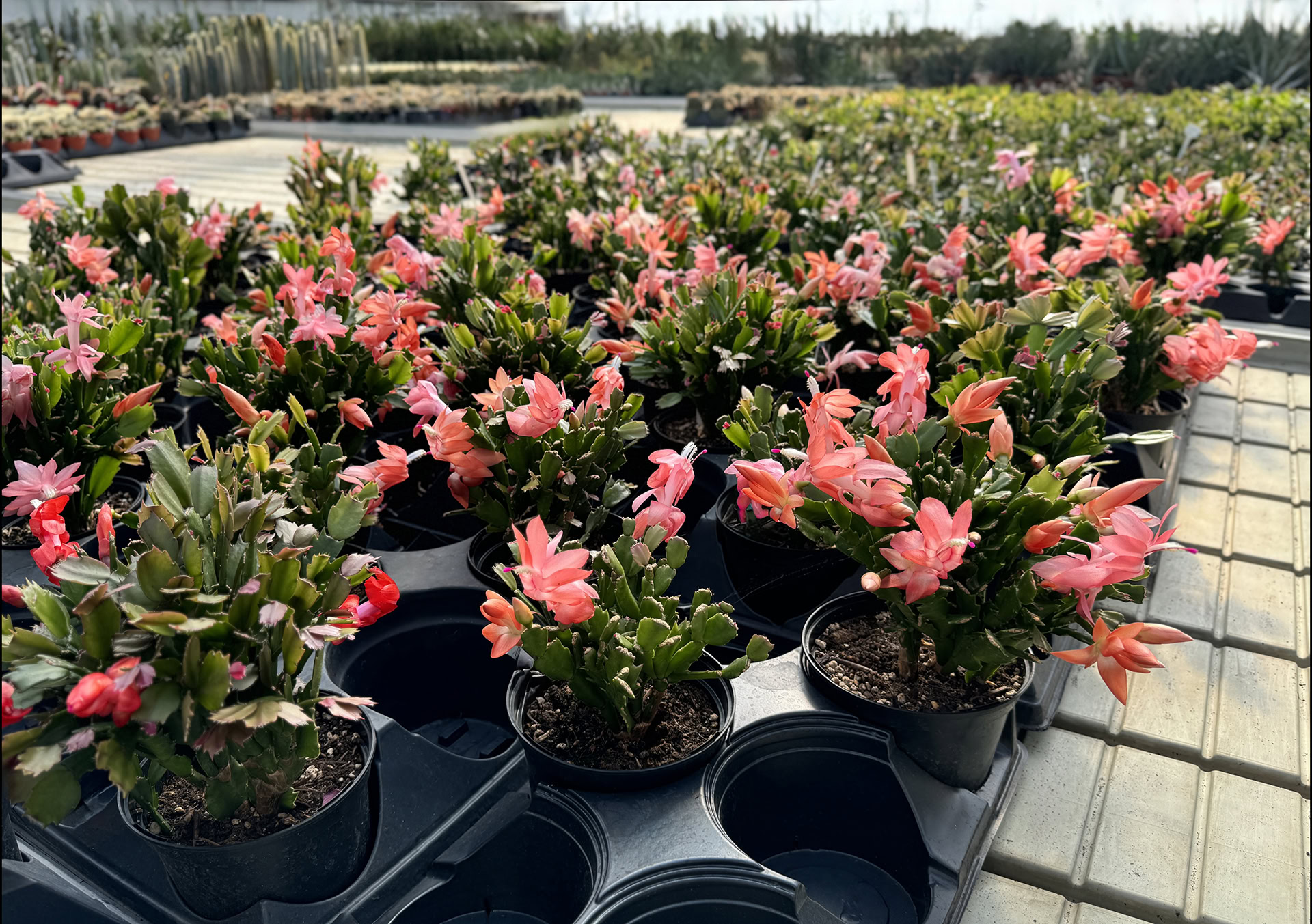 schlumbergera truncata cactus de noël