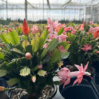 schlumbergera truncata cactus de noël