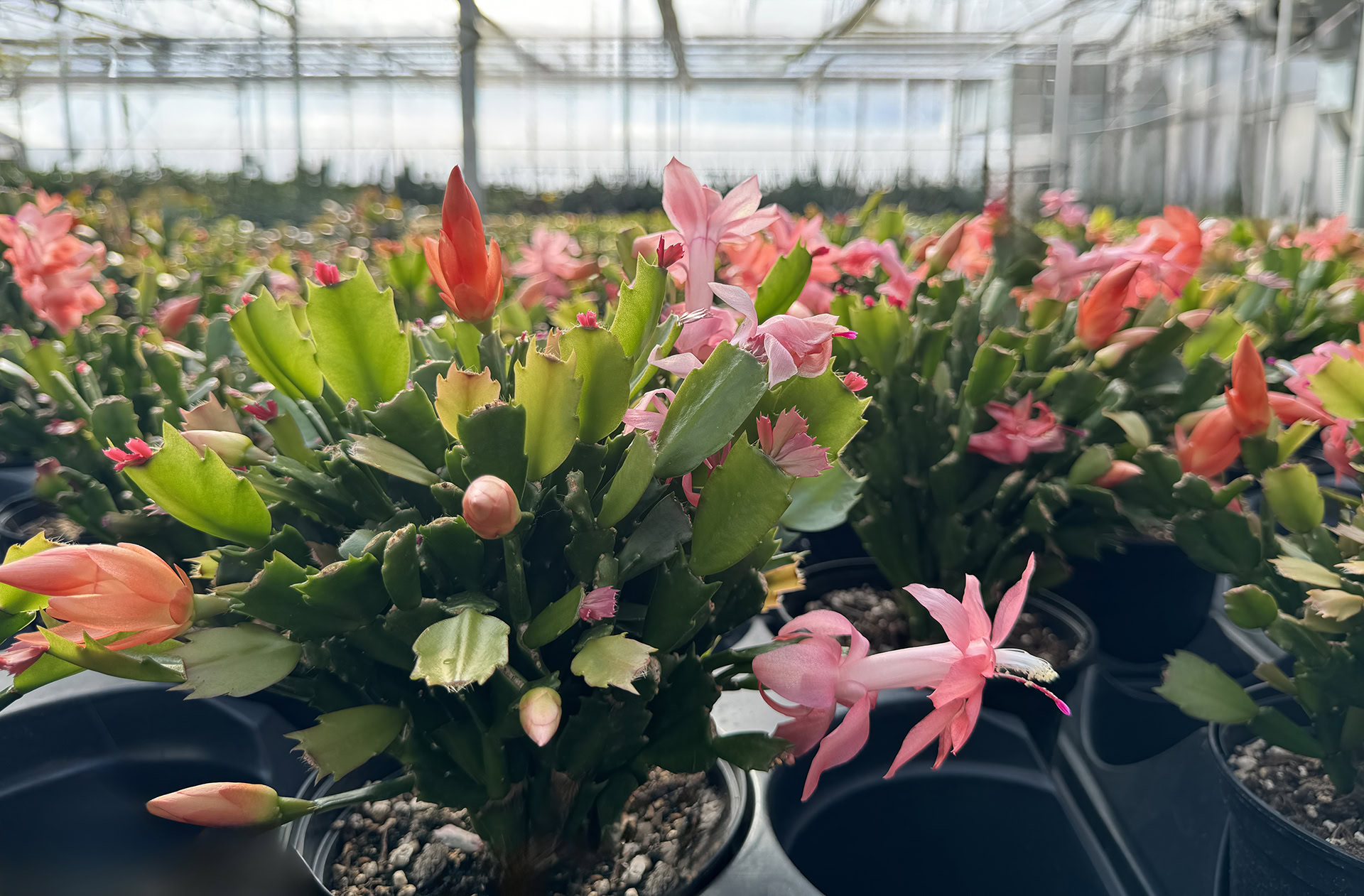 schlumbergera truncata cactus de noël