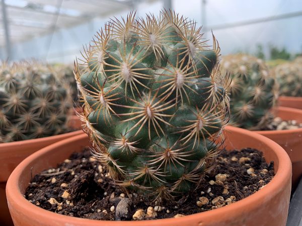coryphanta