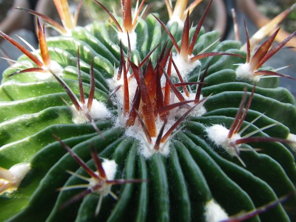 echinofossulocactus